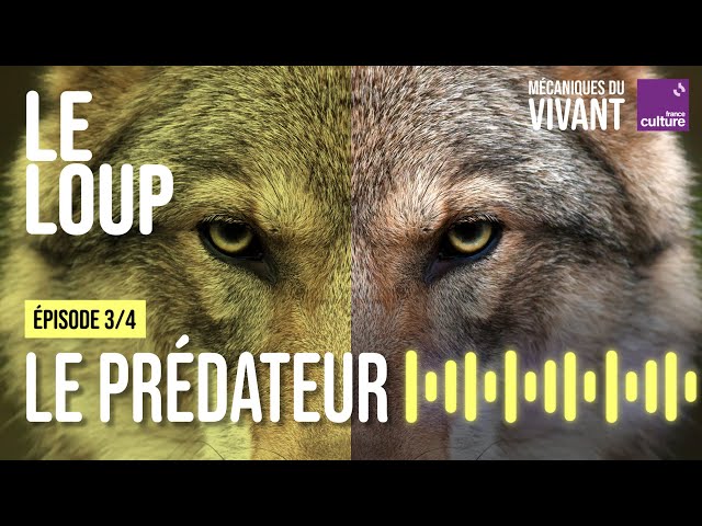 Ces loups qui font pousser des arbres