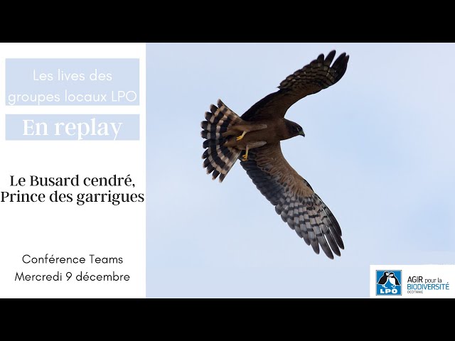 Le Busard cendré, prince des garrigues