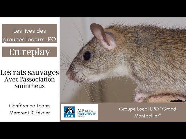 Les rats sauvages