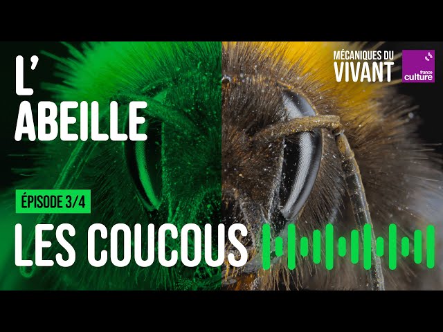 La stratégie du coucou chez les abeilles sauvages