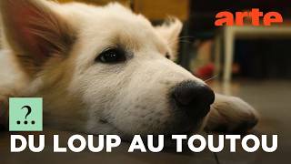 Le chien, de l&rsquo;animal de travail au compagnon de vie