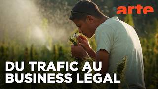 Maroc, le tournant du cannabis médical