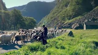 Norvège Sauvage : les peuples du Nord