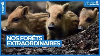 Nos forêts extraordinaires : un monde de bonheur avec vos images