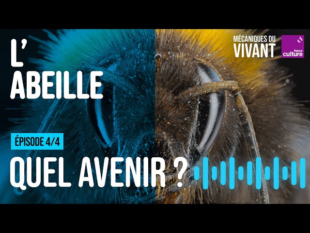 Quel avenir pour les abeilles ?
