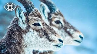 Survivre en condition extrême : l’antilope du Tibet