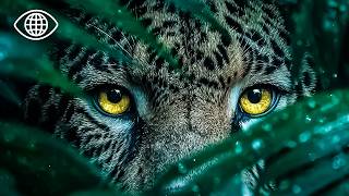 Tapirs, jaguars, serpents : la nuit la plus dangereuse d’Amazonie