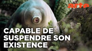 Tardigrade, l&rsquo;animal indestructible