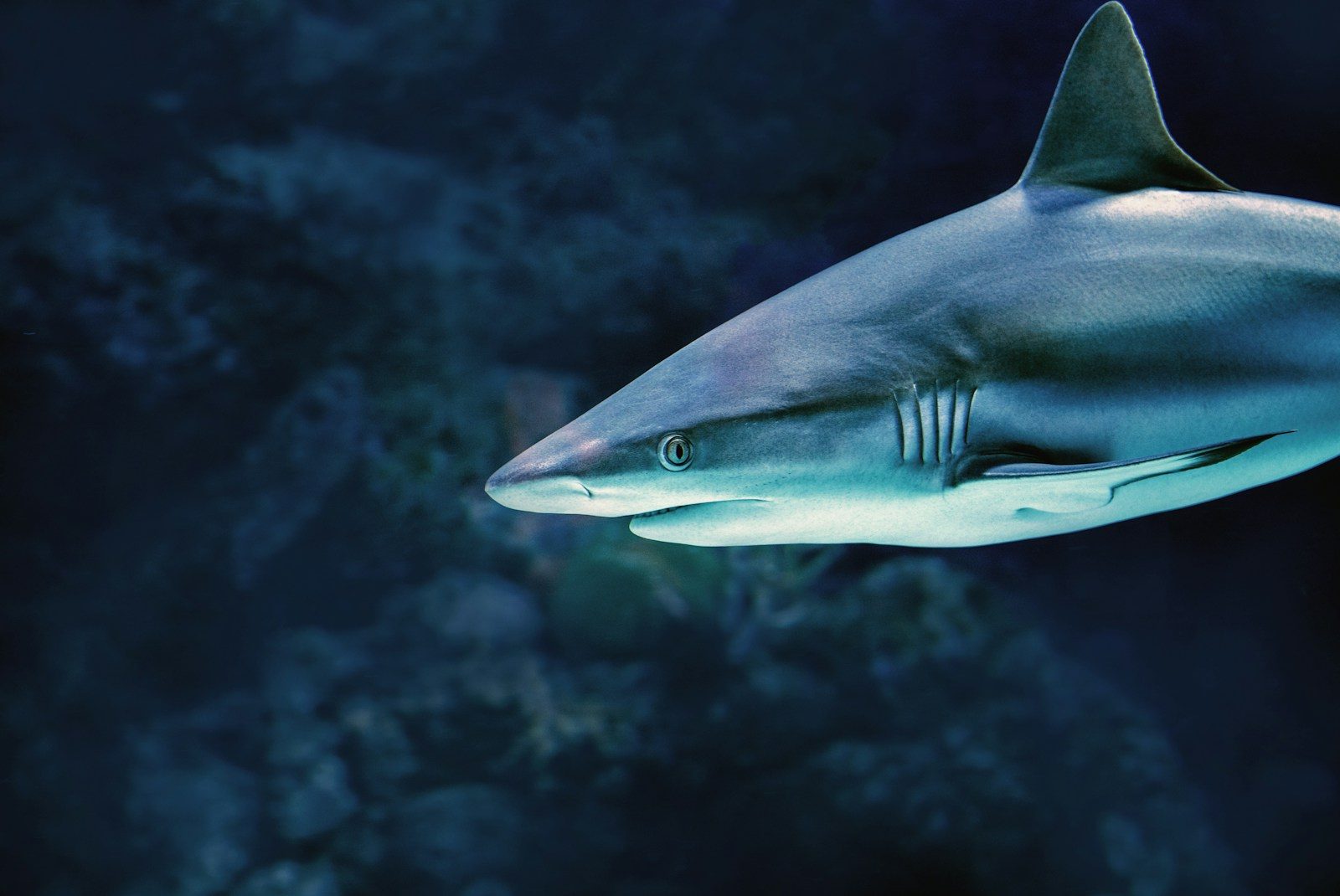 Requins : pourquoi ils ne sont pas vos ennemis