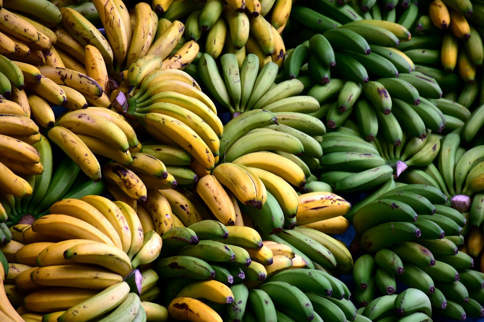 Banane verte ou mûre : laquelle choisir pour votre santé ?