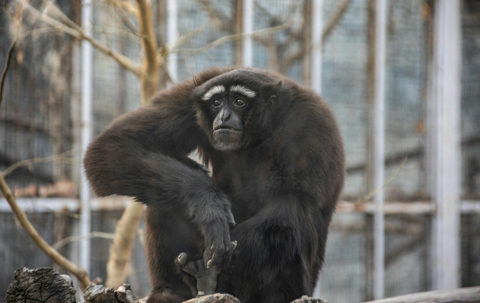 Quels animaux peuvent réellement souffrir d’une appendicite ?