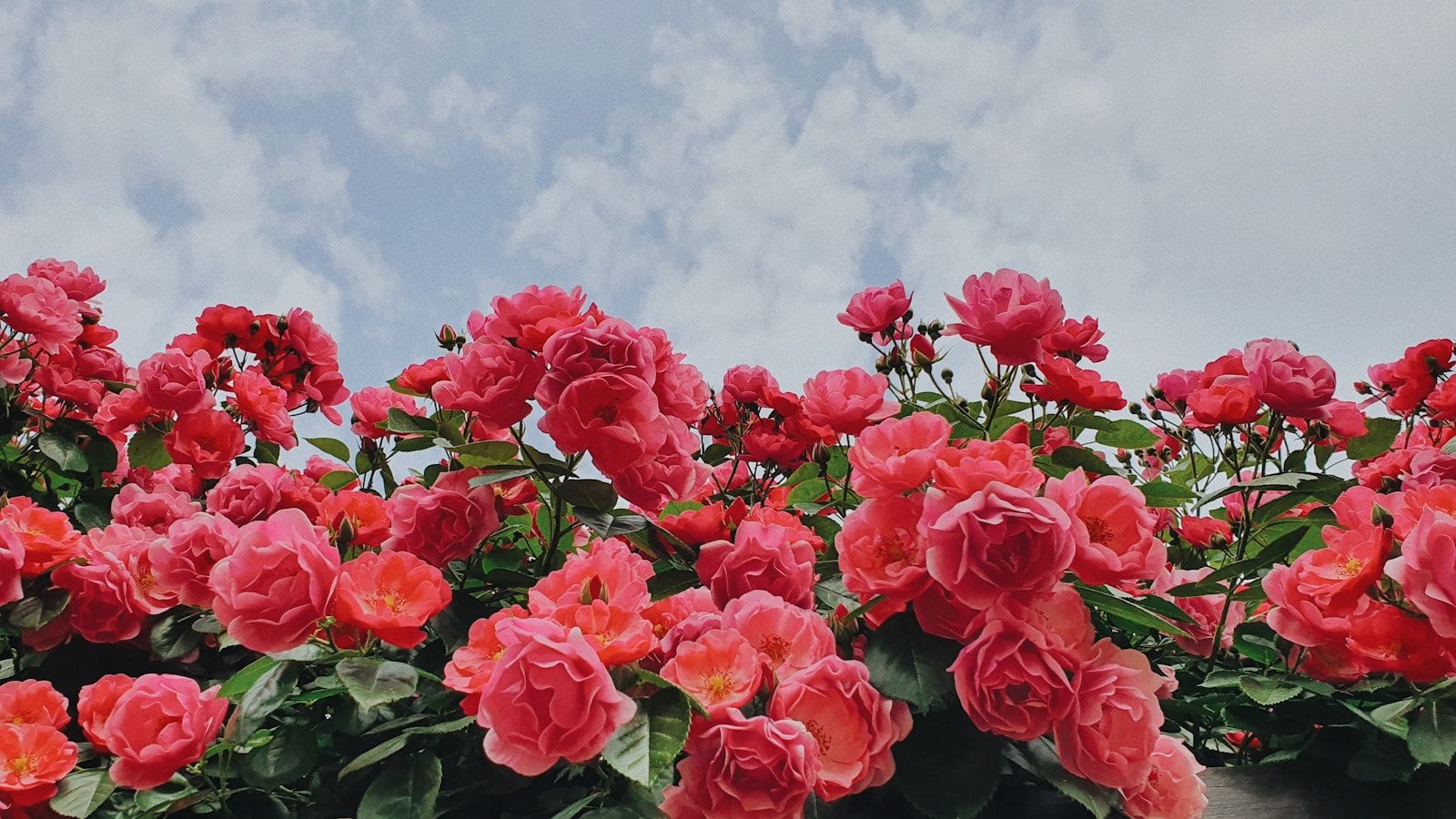 Rosiers : stop aux taches noires