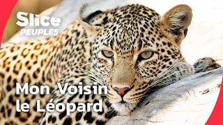 Afrique du Sud : vivre avec le léopard