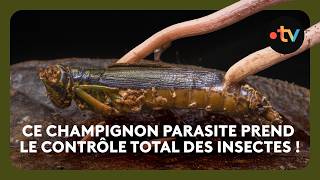 Ce champignon parasite transforme les insectes en zombies !