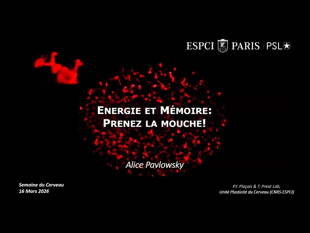 Énergie et mémoire : prenez la mouche !