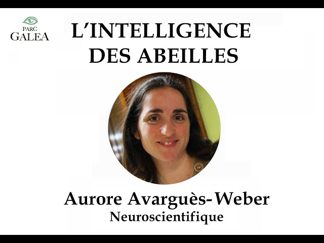 L&rsquo;intelligence des abeilles