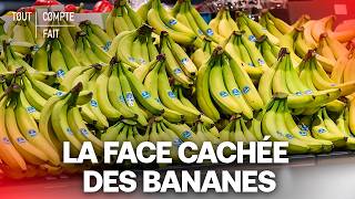 La réalité sombre derrière le succès de la banane