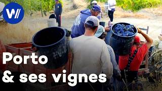 L&rsquo;âme du Porto : rencontre avec les vignerons du Douro au Portugal