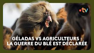 Les géladas attaquent le blé des agriculteurs !