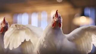 Les petits secrets du roi du poulet