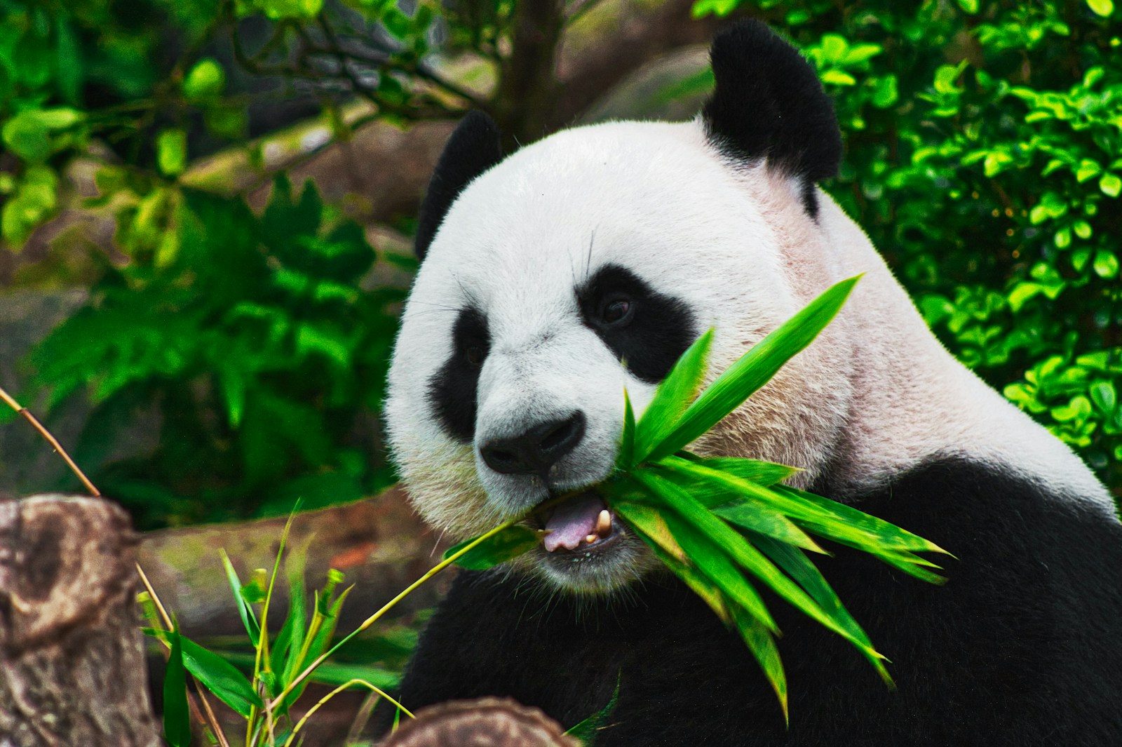 Panda : la vérité sur un animal pas si mignon