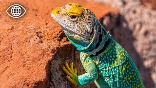 Ce lézard change de couleur selon la température