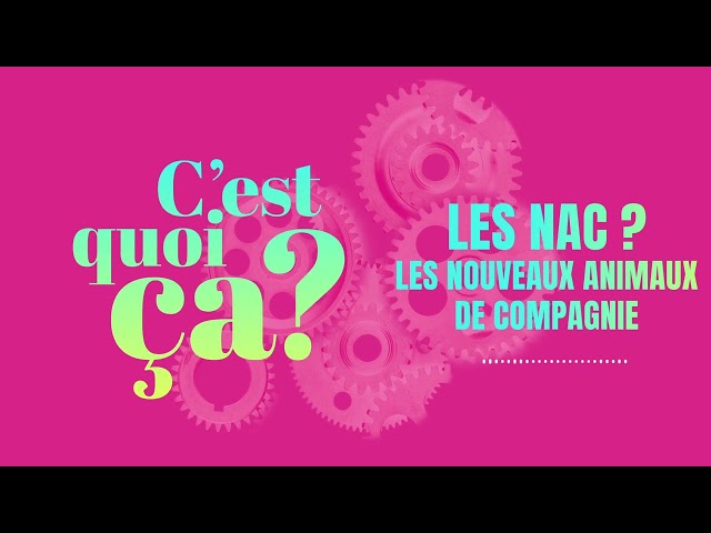 C&rsquo;est quoi ça, les nouveaux animaux de compagnie ?