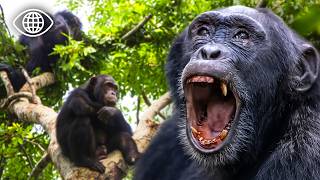 Chimpanzés : la vie secrète des clans sauvages