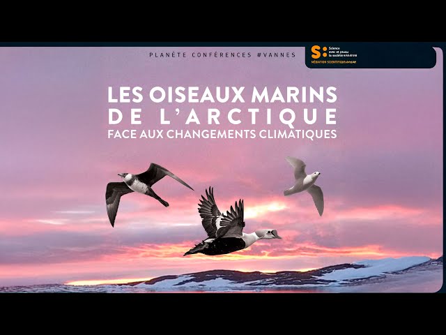 Les oiseaux marins de l&rsquo;arctique