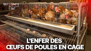 Le scandale des œufs de poules en cage