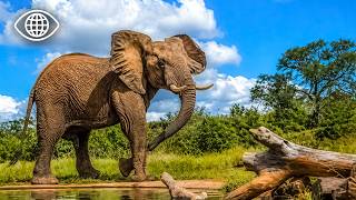Éléphants d’Afrique : puissance, intelligence et survie