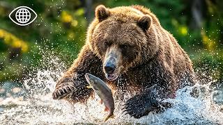 Grizzlis et nature extrême : la lutte pour la survie