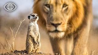 Les petits animaux d’Afrique : survivre dans un monde de géants