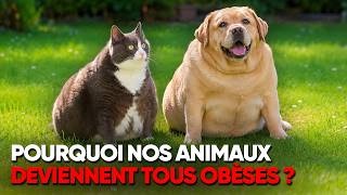 Pourquoi nos animaux deviennent tous obèses ?