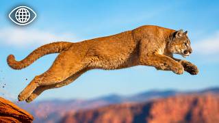 Puma, impala : les animaux aux capacités incroyables