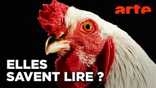 Super Poulet – L&rsquo;intelligence que nous refusons de voir
