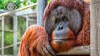 Survie des animaux en zoo : sauver les plus fragiles