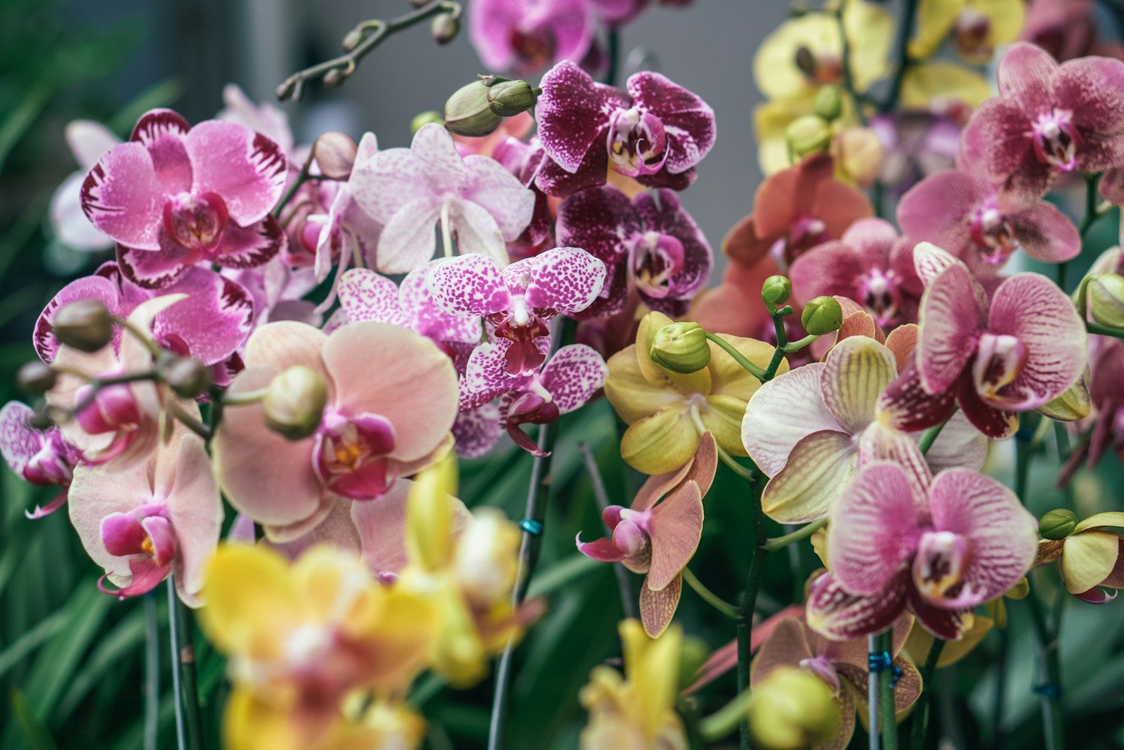 Les orchidées et leurs secrets