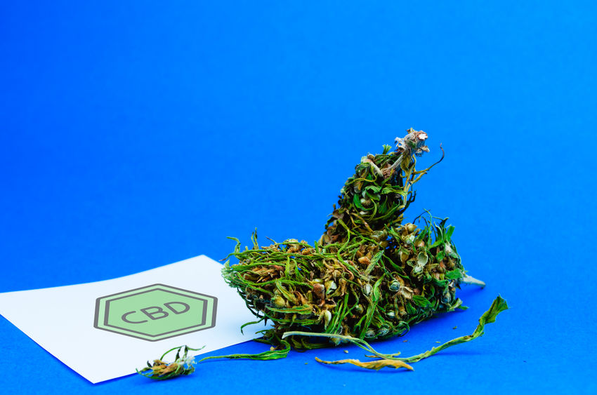 Am&eacute;liorer la sant&eacute; de son animal de compagnie gr&acirc;ce aux bienfaits du cannabidiol