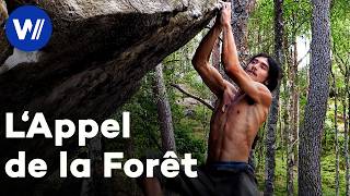 Fontainebleau : les amoureux des rochers, entre escalade et vie sauvage