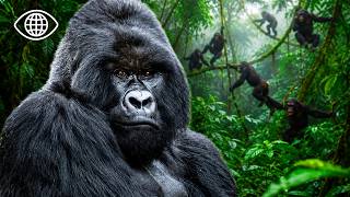Gorilles, bonobos, chimpanzés : au cœur de la jungle du Congo