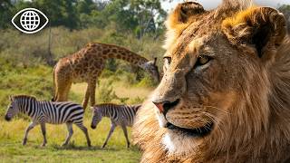 Guépards, lions, hyènes : la guerre des territoires en savane