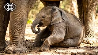 Jungle d&rsquo;Asie : l&rsquo;incroyable naissance d&rsquo;un b&eacute;b&eacute; &eacute;l&eacute;phant sauvage