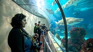 L&rsquo;aquarium à requins le plus fou d&rsquo;Europe