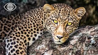 Le léopard : chasseur solitaire d’Afrique