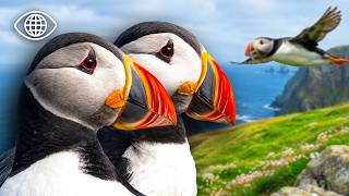 Pourquoi les Macareux disparaissent-ils des falaises d&rsquo;Islande ?