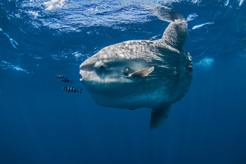Qu&rsquo;est-ce que le poisson lune? Guide complet sur le géant des océans