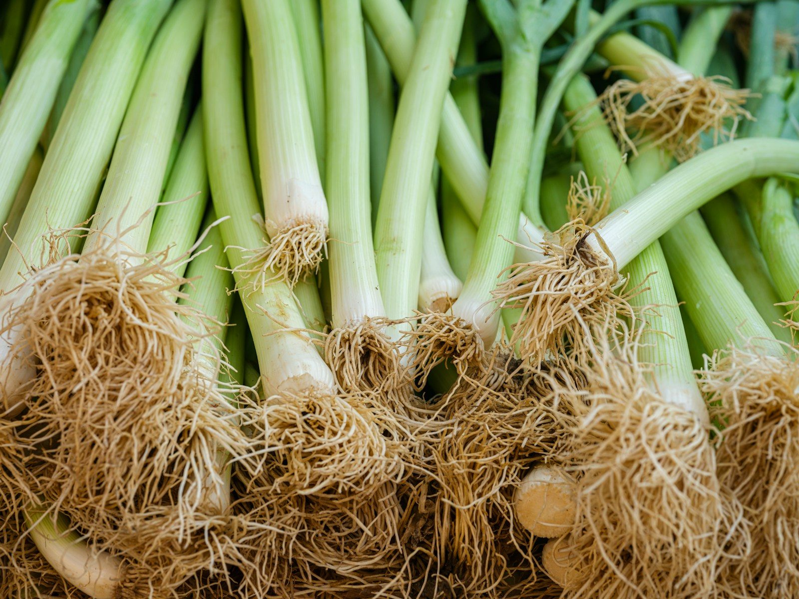 Poireaux : quand faut-il les planter?