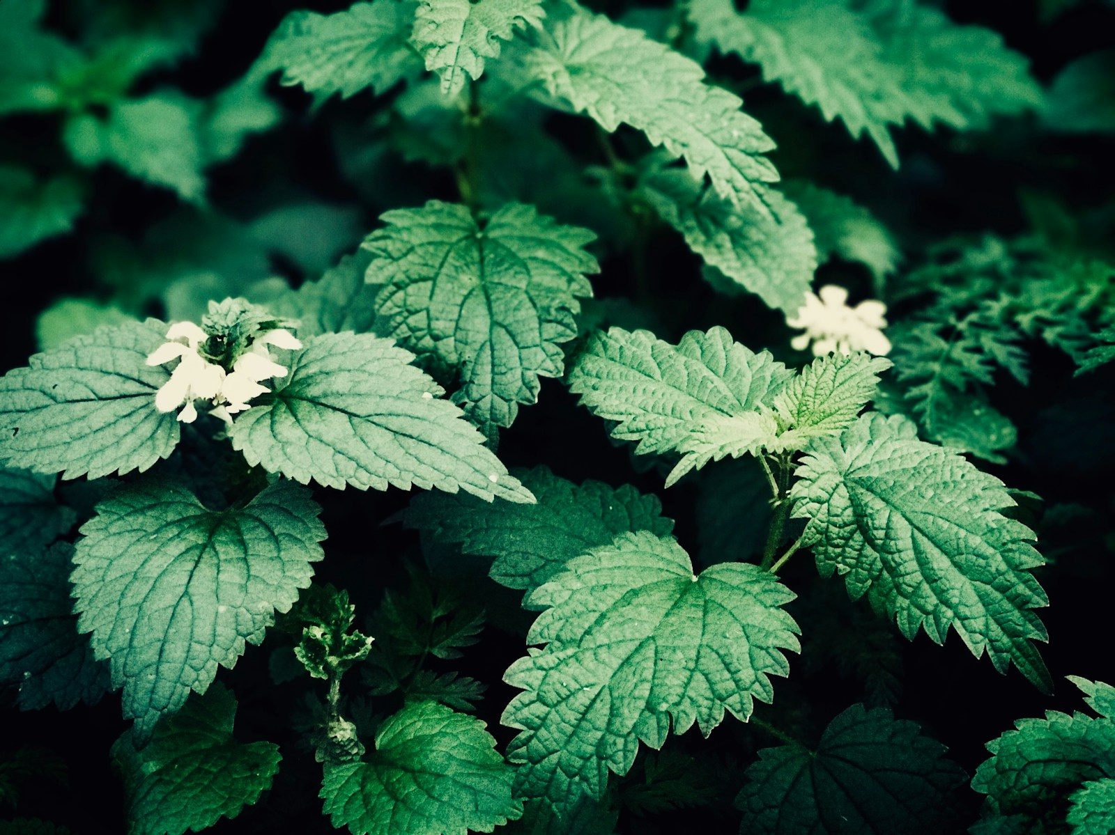 Pourquoi les orties sont d&rsquo;excellentes plantes ?