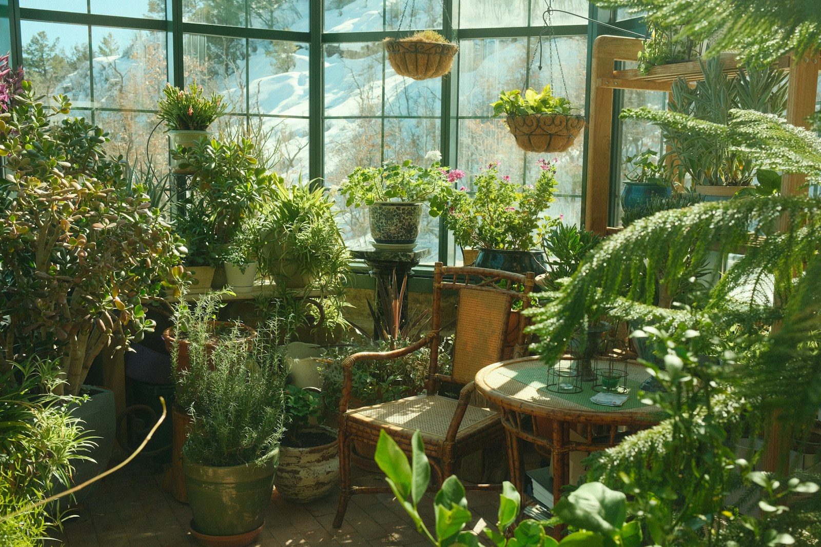 Top 5 des applications pour reconna&icirc;tre les plantes